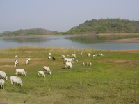 Cattle grazing beside the reservoir