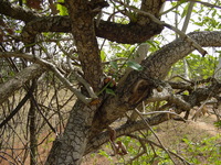 Decorated egg hidden in a tree