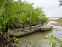 Canoes in the mud