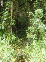 Looking into the jungle along the path to Apparambie