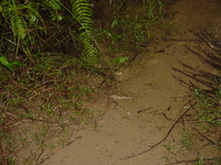 Picture of a mudskipper sitting in the water