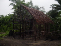Palm thatch house being built