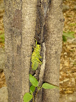 Giant grasshopper-like insect