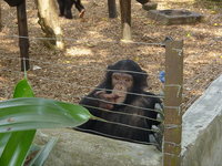 Young chimpanzee sitting in a corner of its enclosure with a finger in its mouth