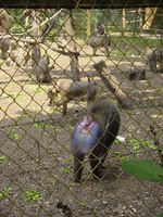 Dominant male drill monkey and his females