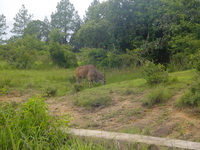 A animal eating grass in an enclosure.