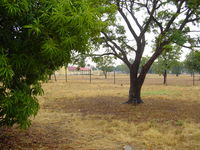 Trees and brown grass