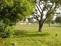 Trees and thick green grass