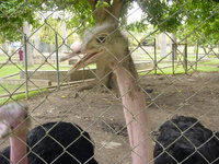 Two ostriches behind a fence