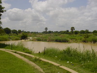 Trees, grass and a muddy river