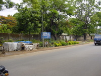 Roadside nursery in Kaduna, selling plants