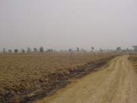 Dry, dusty landscape with fields. Trees and roofs on the horizon