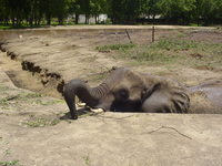 An elephant picking up scraps of food with its trunk
