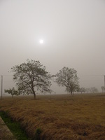 Scrubby landscape with a few trees, visibility reduced by dust in the air