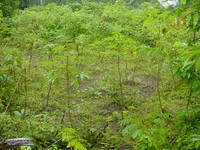 Cassava plants