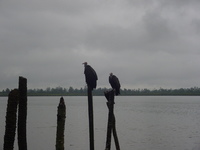 Vultures at the waterfront