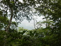 Erin-Ijesa through the trees above the first fall