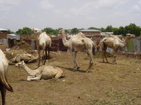 Camels at Sokoto's cattle market
