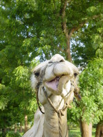 Portrait of a camel