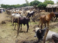 Cows at Sokoto's cattle market