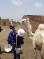 Marebec taking close-up pictures of camels