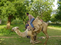 Phyllis riding a camel