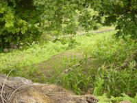 Mazie being grown inside dry stone walls