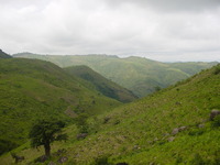 Hillsides and a single tree