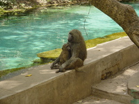 A female baboon with her baby sitting by the side of a bright blue river