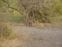 A male bushbuck in grass and trees