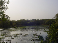 A wide, shallow river.  A tiny crocodile-shaped blob is in the middle.