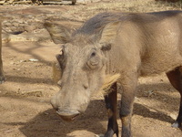 A warthog looking towards the camera