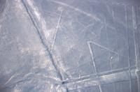 Nasca Lines (spider)