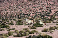 Llamas in the desert