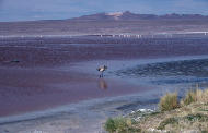 Flamingoes on Laguna Colorado