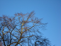 Bare winter trees against a clear blue sky, lit by the low sun.