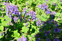 A bee in among purple flowers.