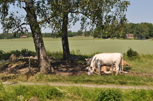 Cows below a tree by the banks of a canal.  In the background fields under a blue sky.