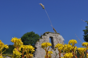 Bright yellow flowers against a vivid blue sky.  In the background (out of focus) a ruined wall can be seen.