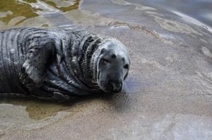 A seal lying basking in the sun in shallow water.  The seal is looking at the camera.