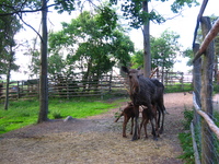 An elk with calves in a wooded enclosure.