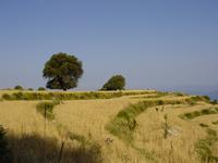 Terraces above Faralya