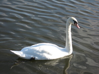 A swan.