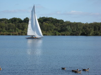 A small yacht, ducks in the foreground.