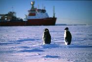 Penguins in front of Shackleton