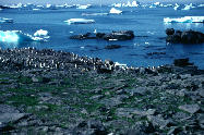 Penguins, bay with bergy bits in background
